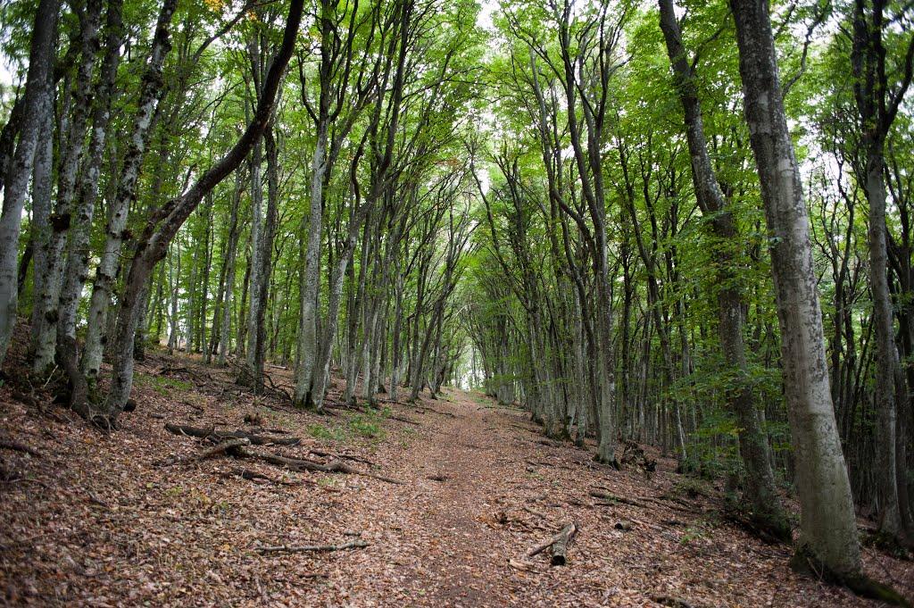 Старий Крим з panoramio.com - Старий Крим