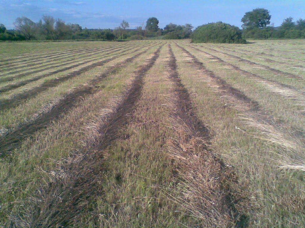 Кочеток з panoramio.com - Кочеток