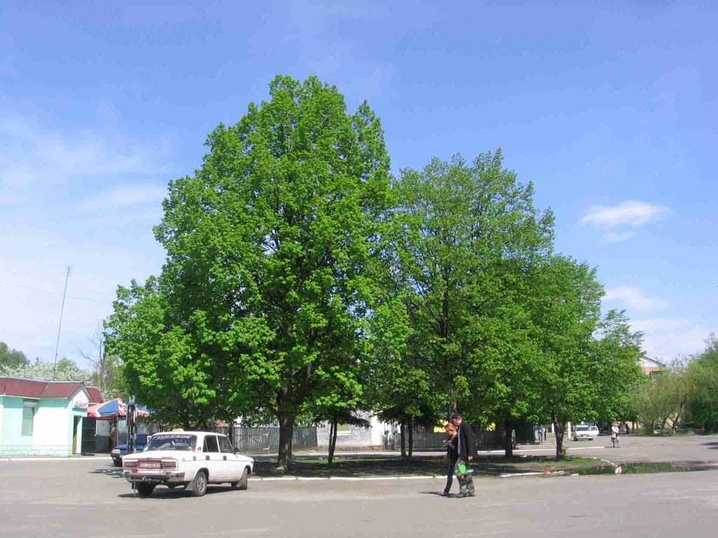 Пісківка з panoramio.com - Песковка