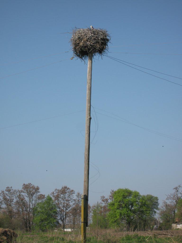 Єньки з panoramio.com - Єньки