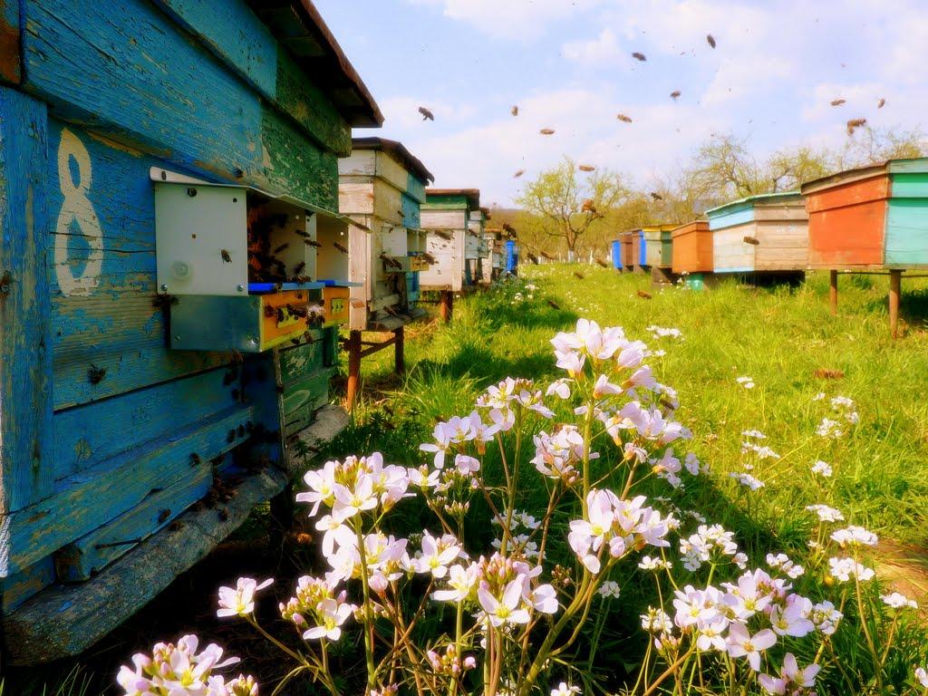 Чинадійово з panoramio.com - Чинадійово