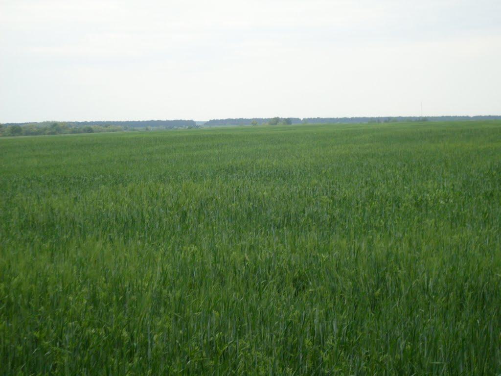 Цвіліхівка з panoramio.com - Цвіліхівка