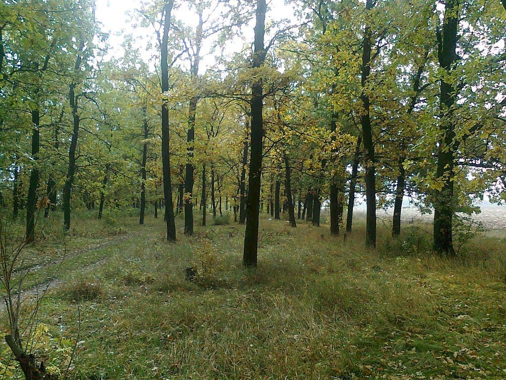 Кутузівка з panoramio.com - Кутузівка