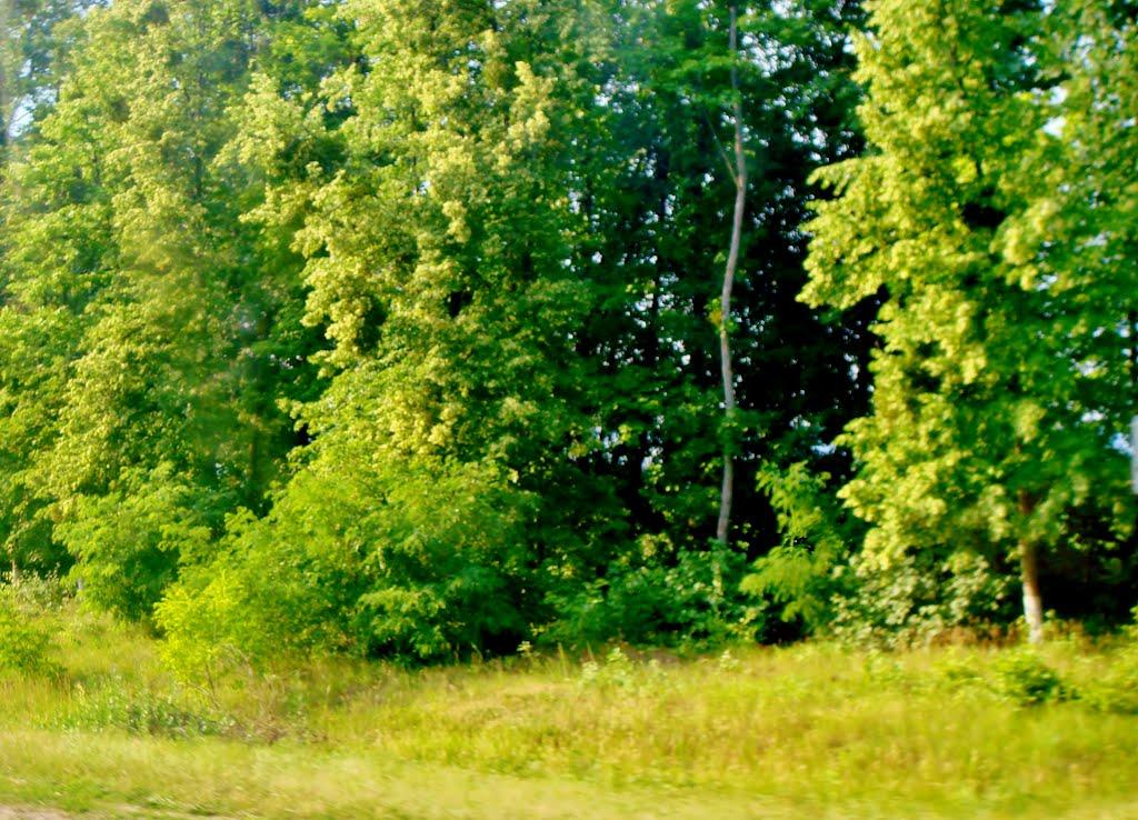 Лисянка з panoramio.com - Лысянка