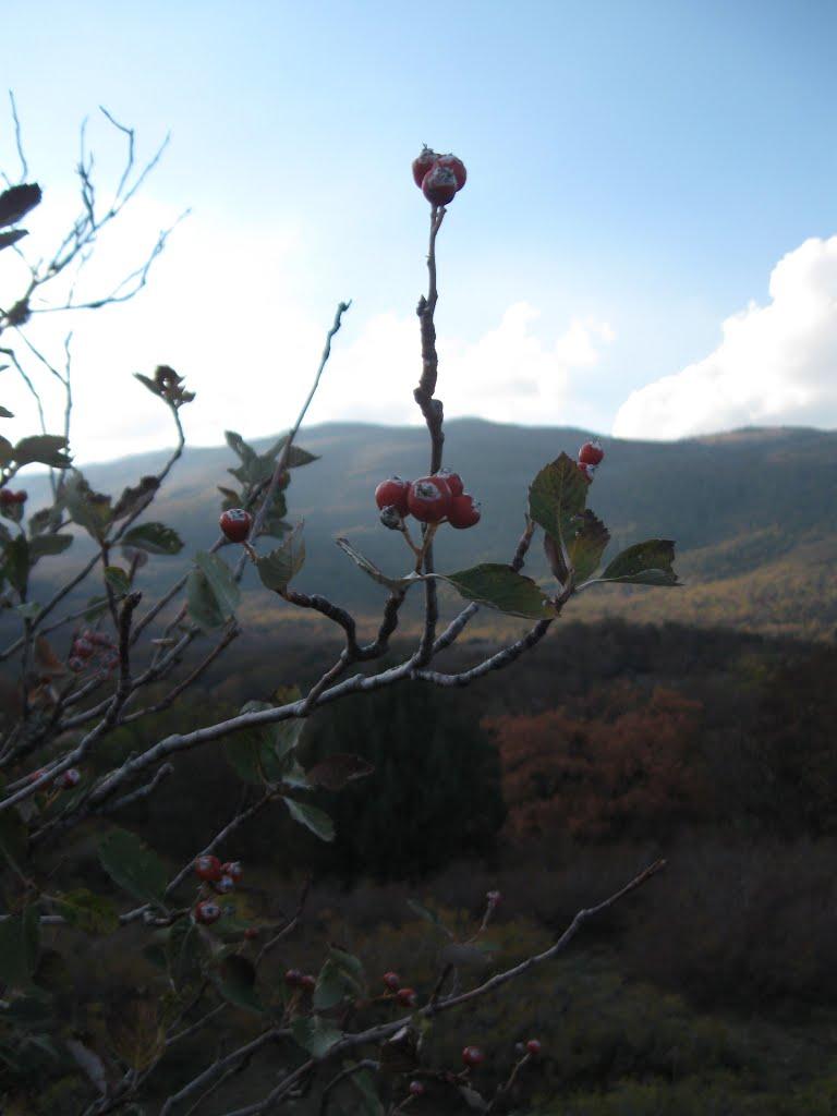 Малий Маяк з panoramio.com - Малий Маяк