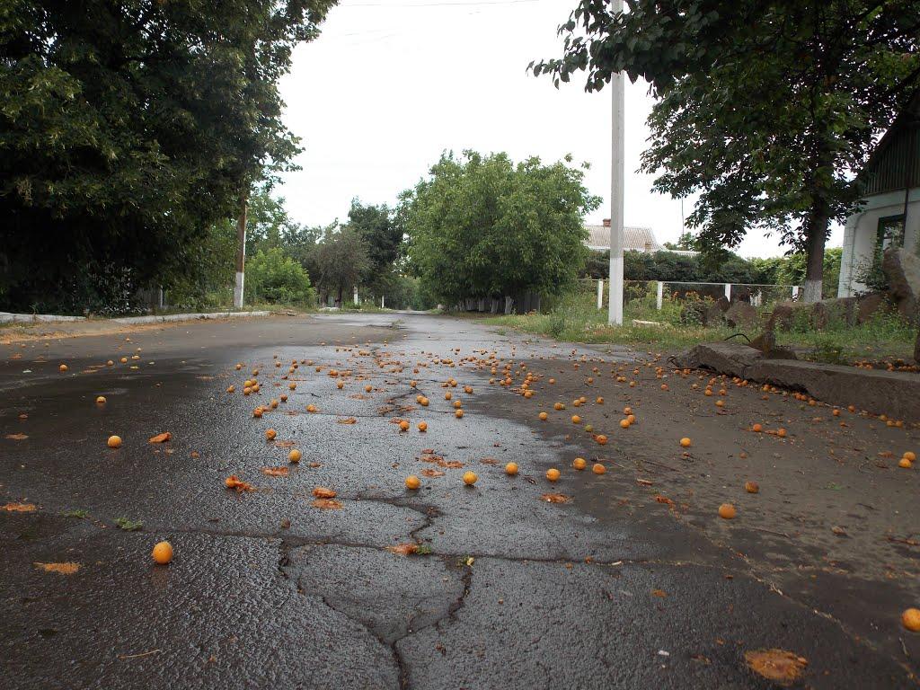 Калініне з panoramio.com - Калініне