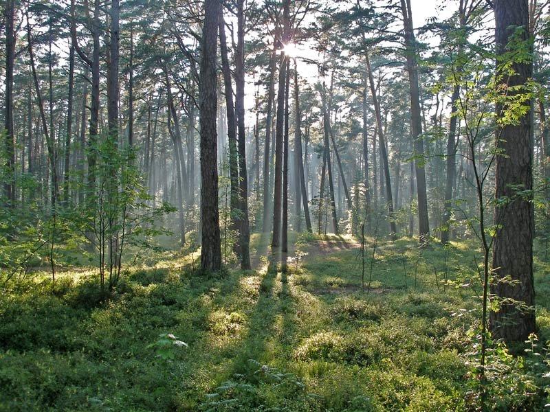 Червоне з panoramio.com - Червоне