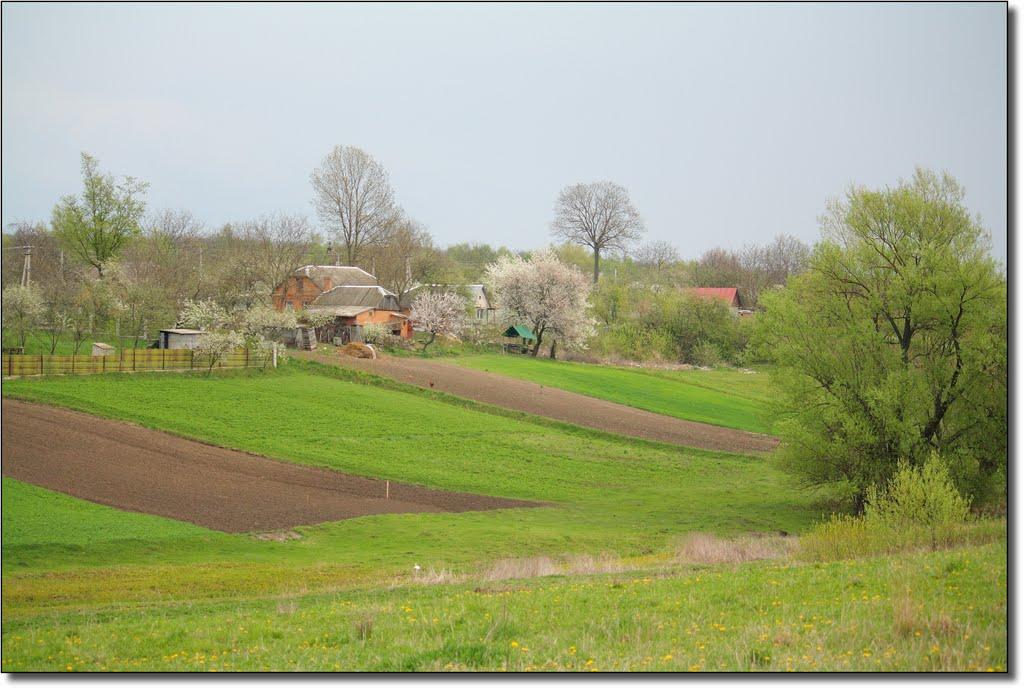 Семенівка з panoramio.com - Семенівка