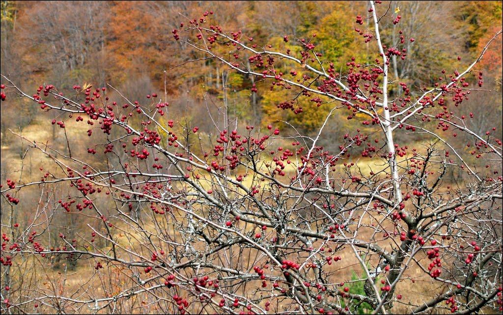 Чайковське з panoramio.com (ч.2) - Чайковское