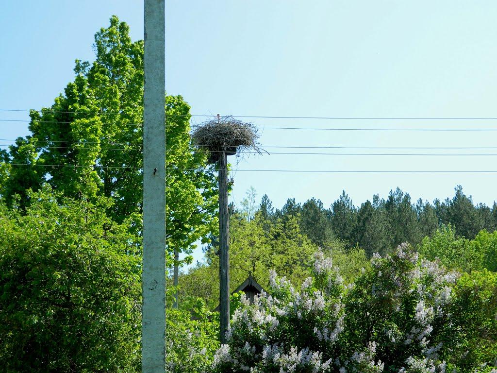 Дубове з panoramio.com - Дубове