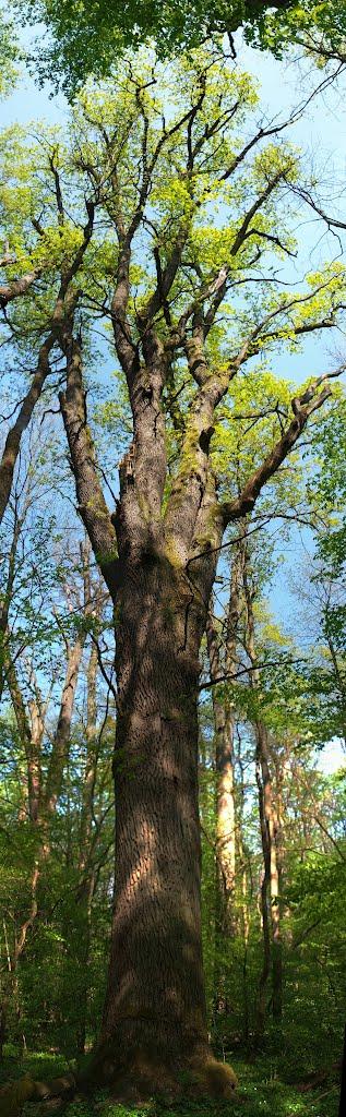 Квасово з panoramio.com - Квасово
