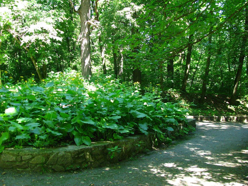 Глибочка з panoramio.com - Глибочка