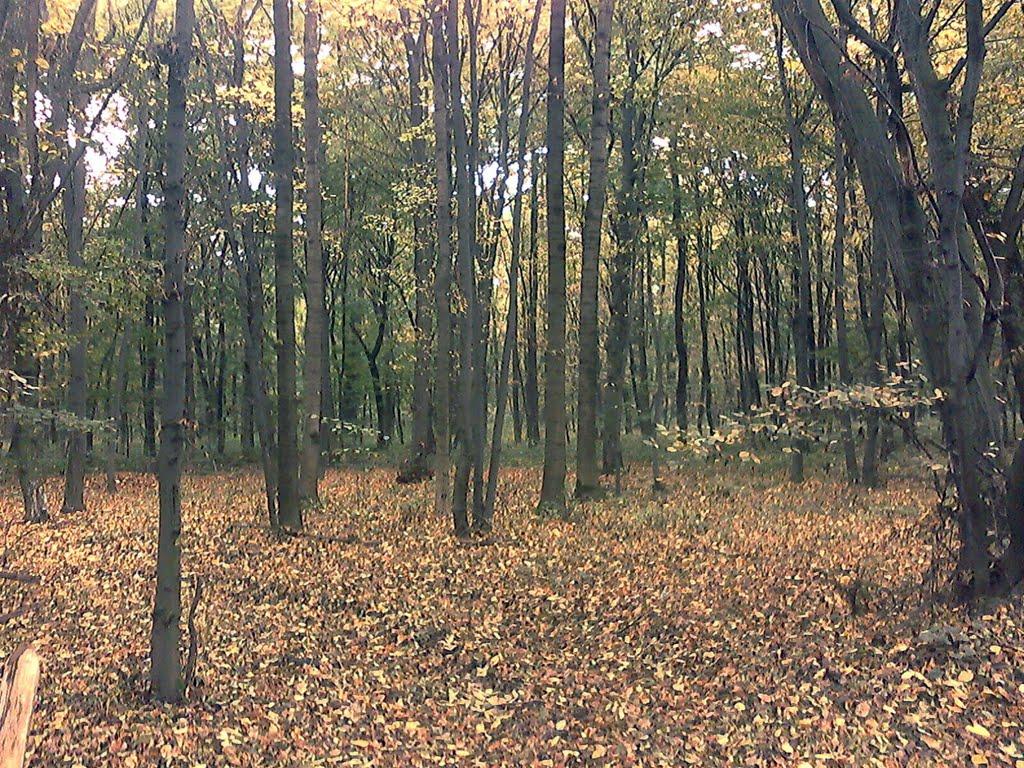 Оникієве з panoramio.com - Оникієве