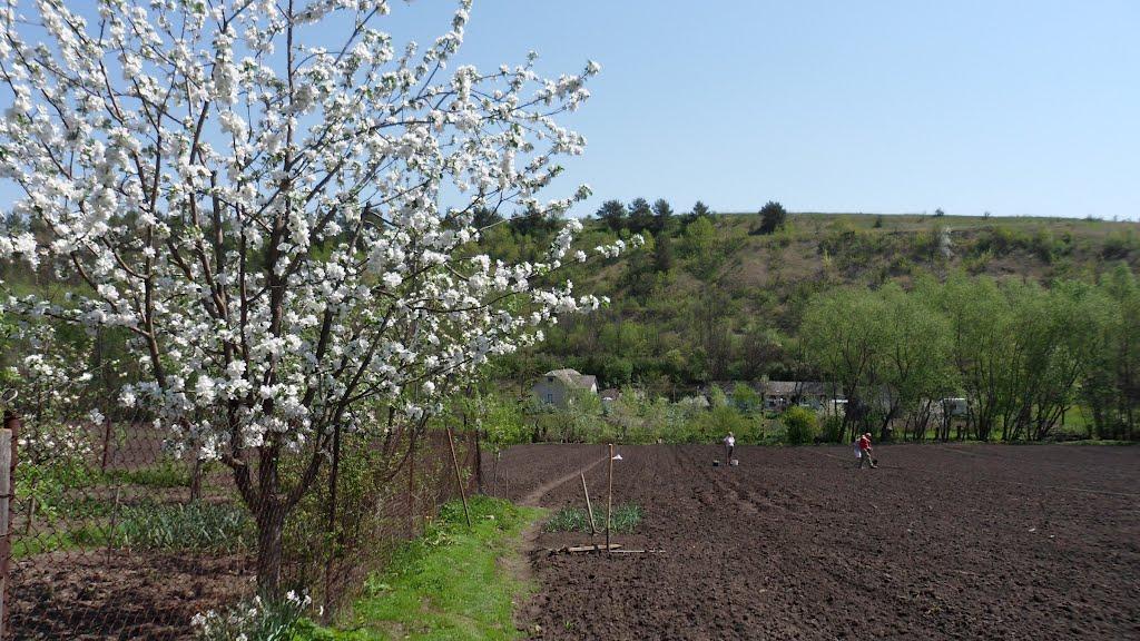 Ворвулинці з panoramio.com - Ворвулинцы