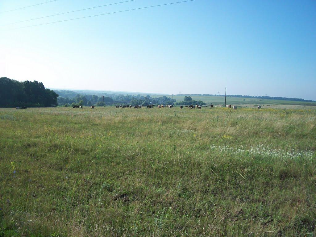 Кинашове з panoramio.com - Кинашове