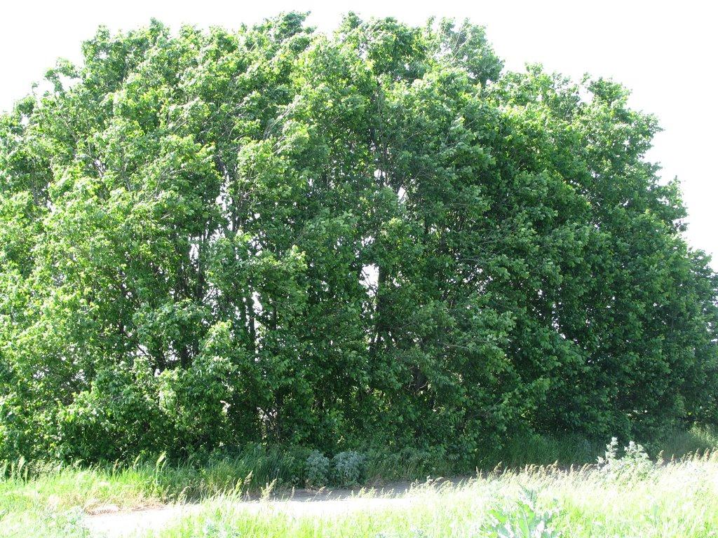 Нові Шомполи з panoramio.com - Novi Shompoly