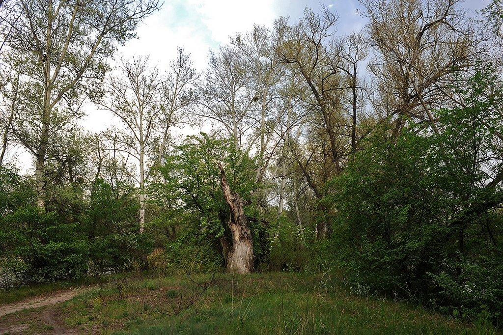 Богородичне з panoramio.com - Богородичное