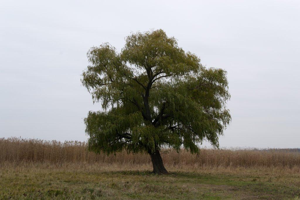 Лисогірка з panoramio.com - Lysogirka