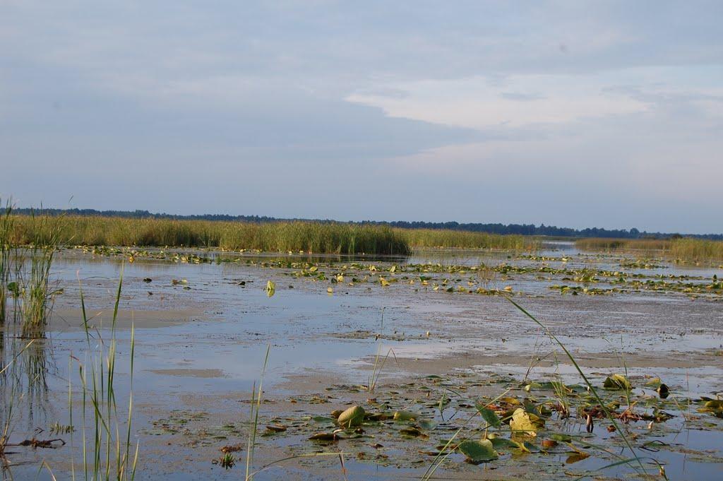 Щитинська Воля з panoramio.com - Щитинська Воля