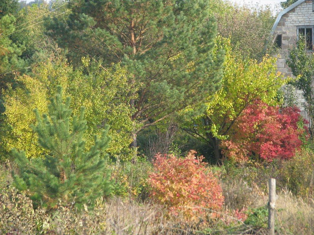 Судівка з panoramio.com - Судівка