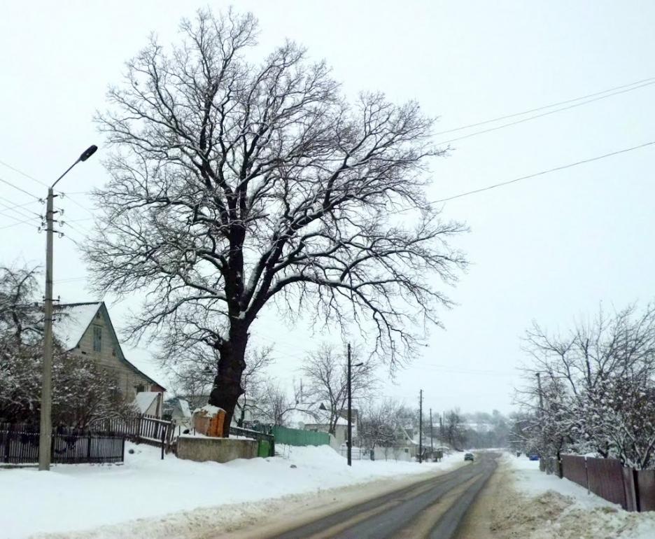 Тараща з panoramio.com - Тараща