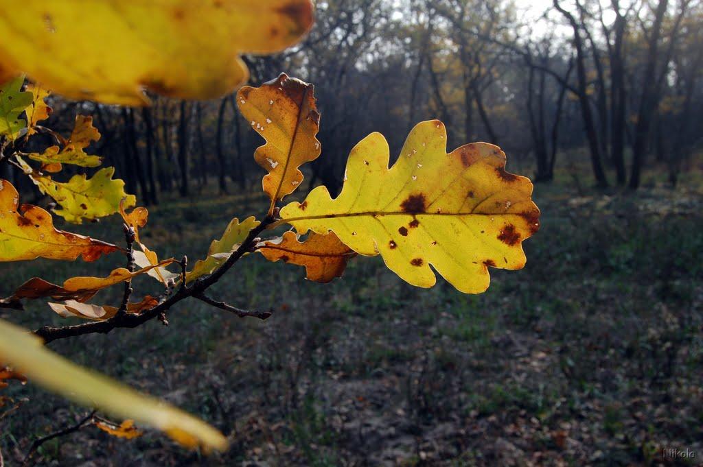 Осколонівка з panoramio.com - Осколонівка