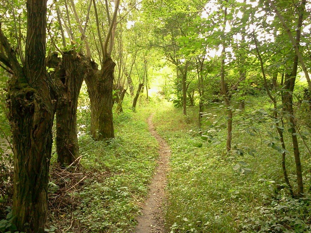 Ворвулинці з panoramio.com - Ворвулинцы