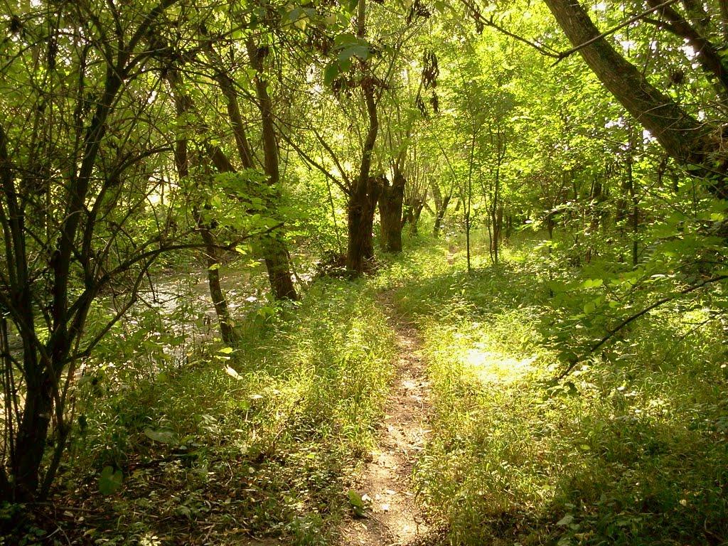 Ворвулинці з panoramio.com - Ворвулинцы