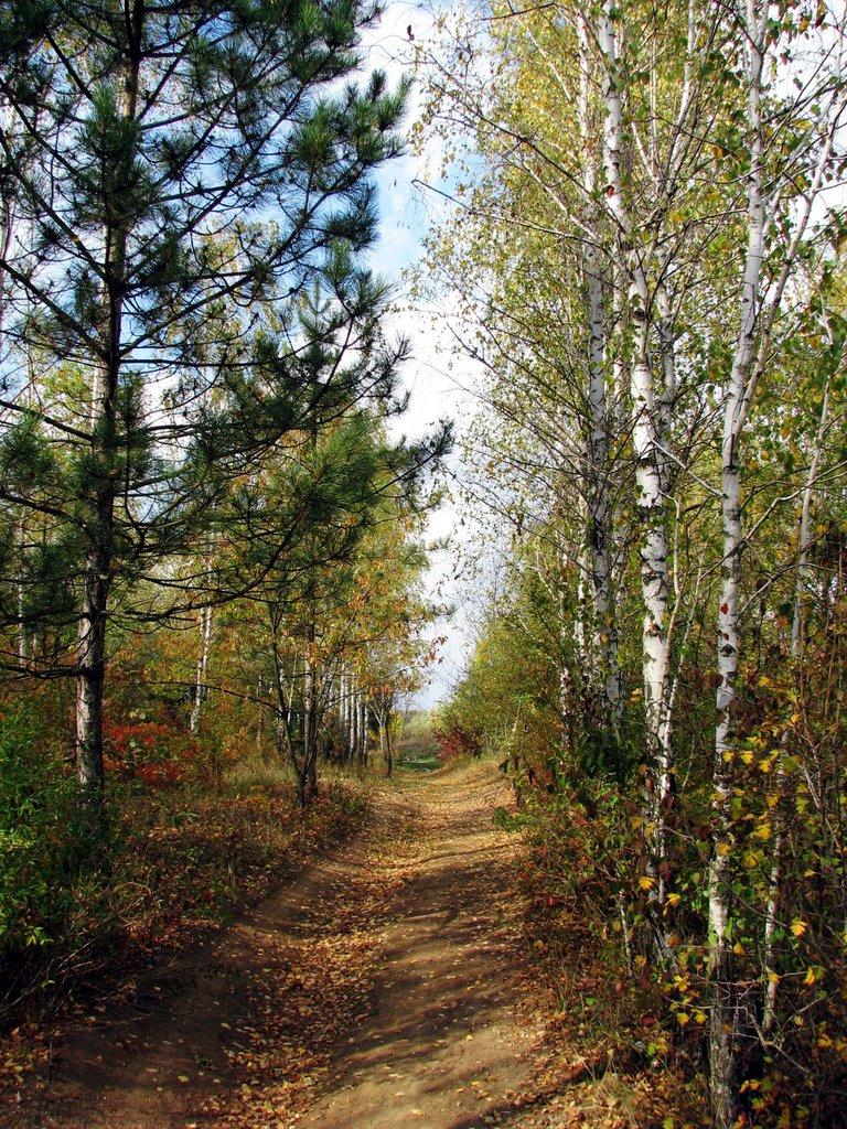 Великий Дальник з panoramio.com - Великий Дальник