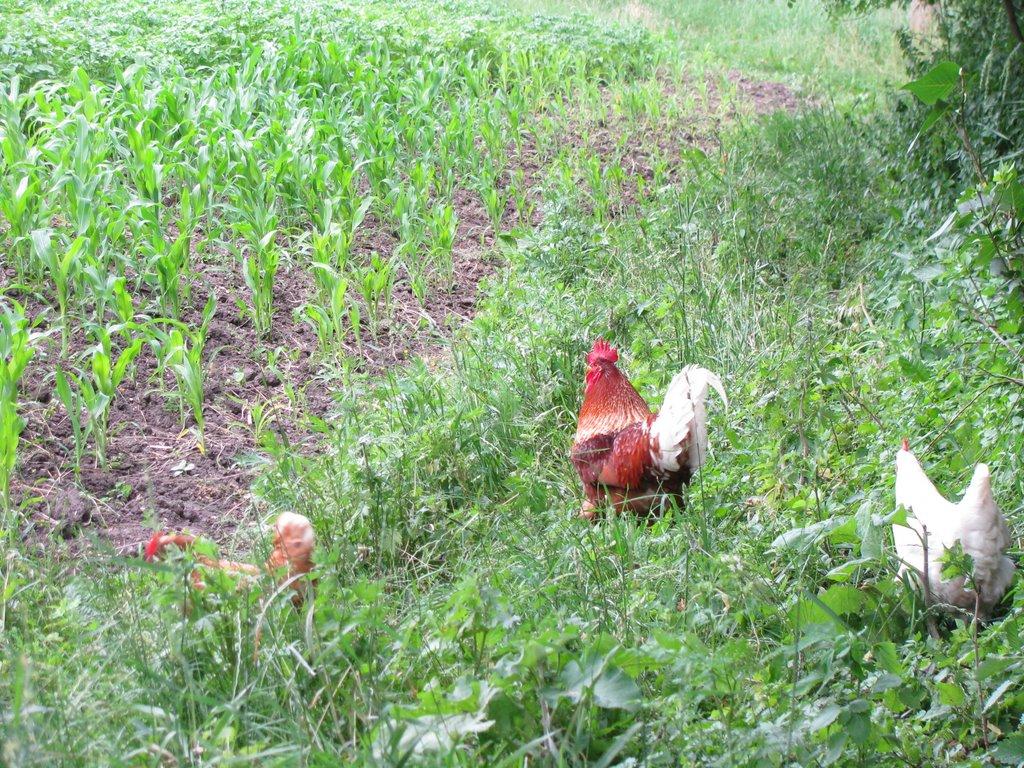 Топори з panoramio.com - Топори