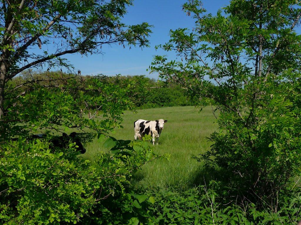 Витачів з panoramio.com - Витачев