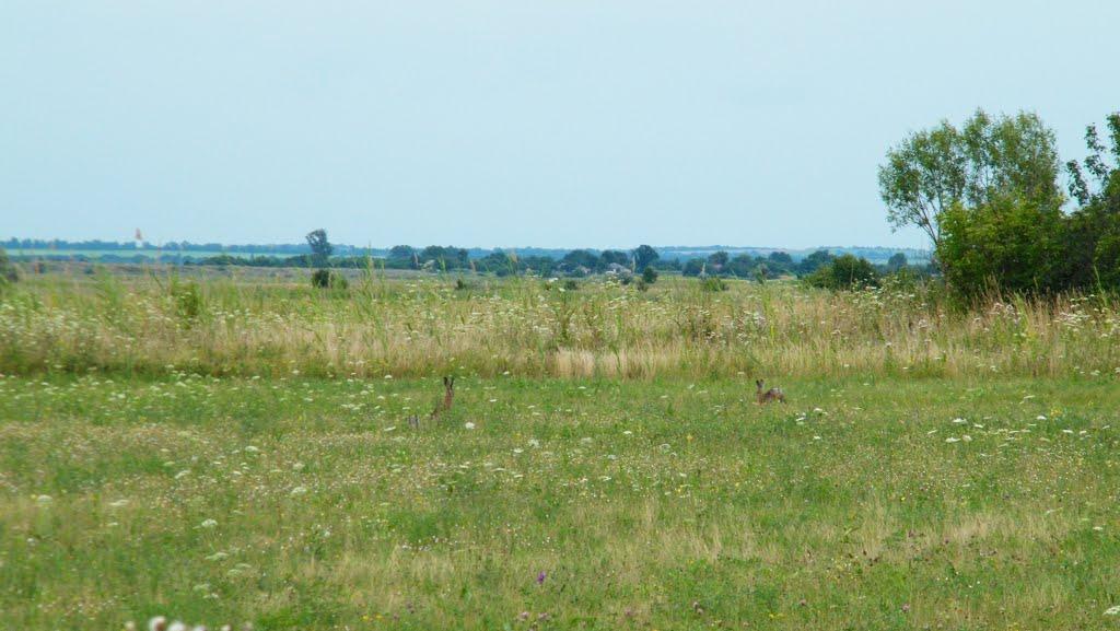 Харченки з panoramio.com - Харченки