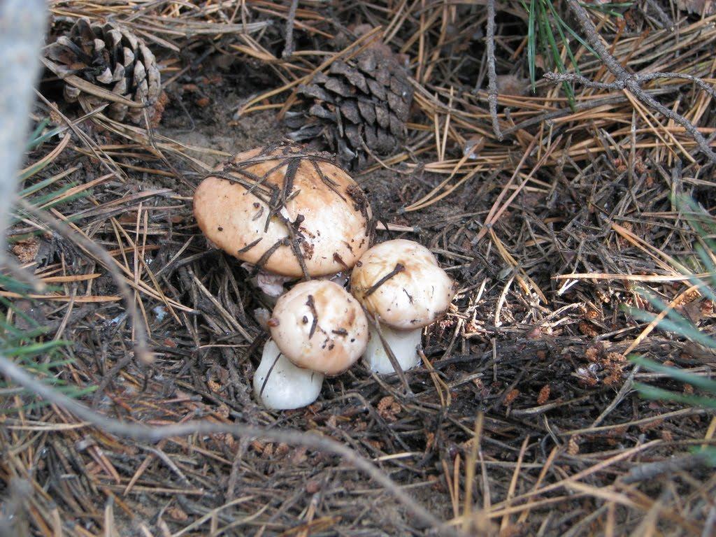 Судівка з panoramio.com - Судівка