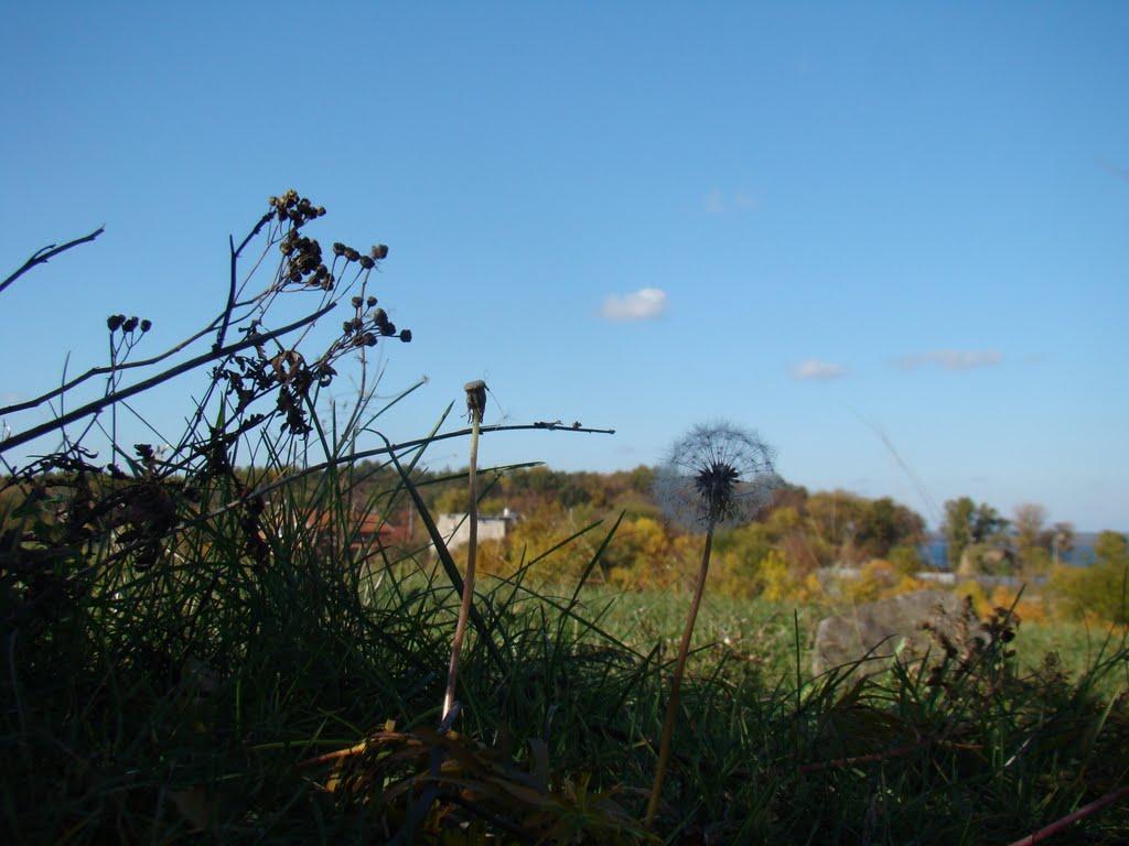 Вільне з panoramio.com - Вольное