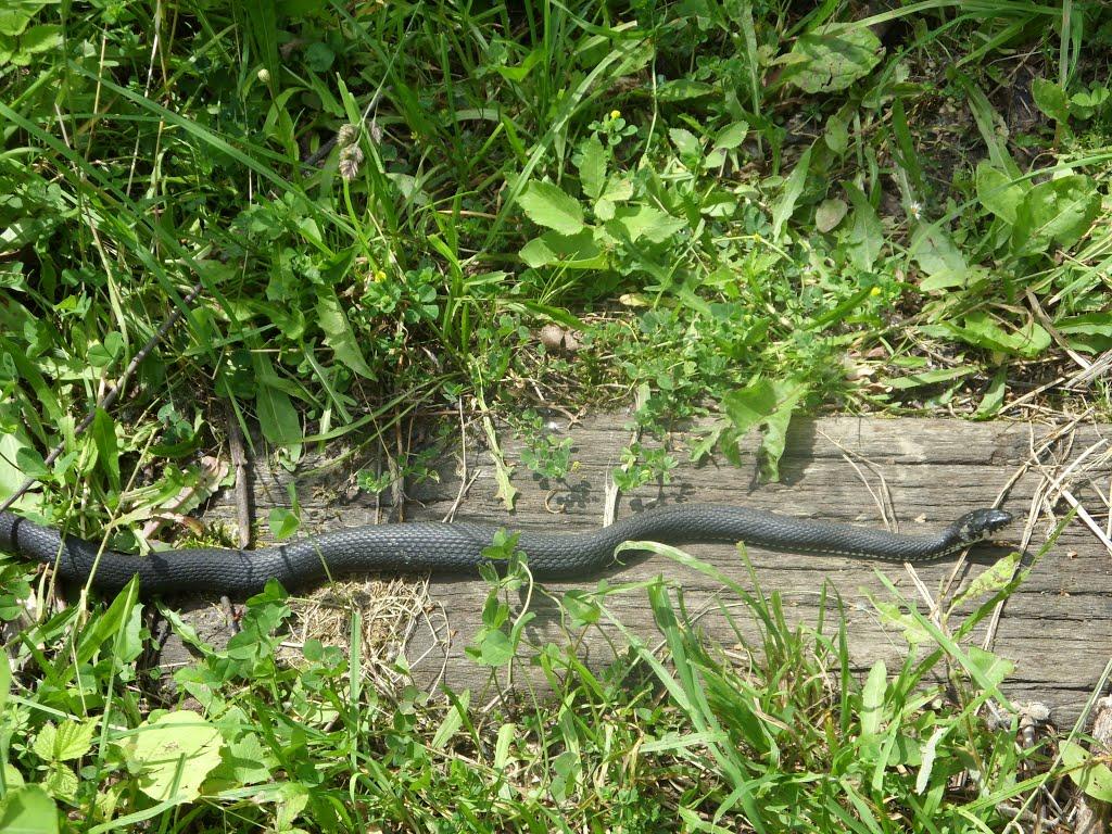 Фальків з panoramio.com (ч.2) - Фальків
