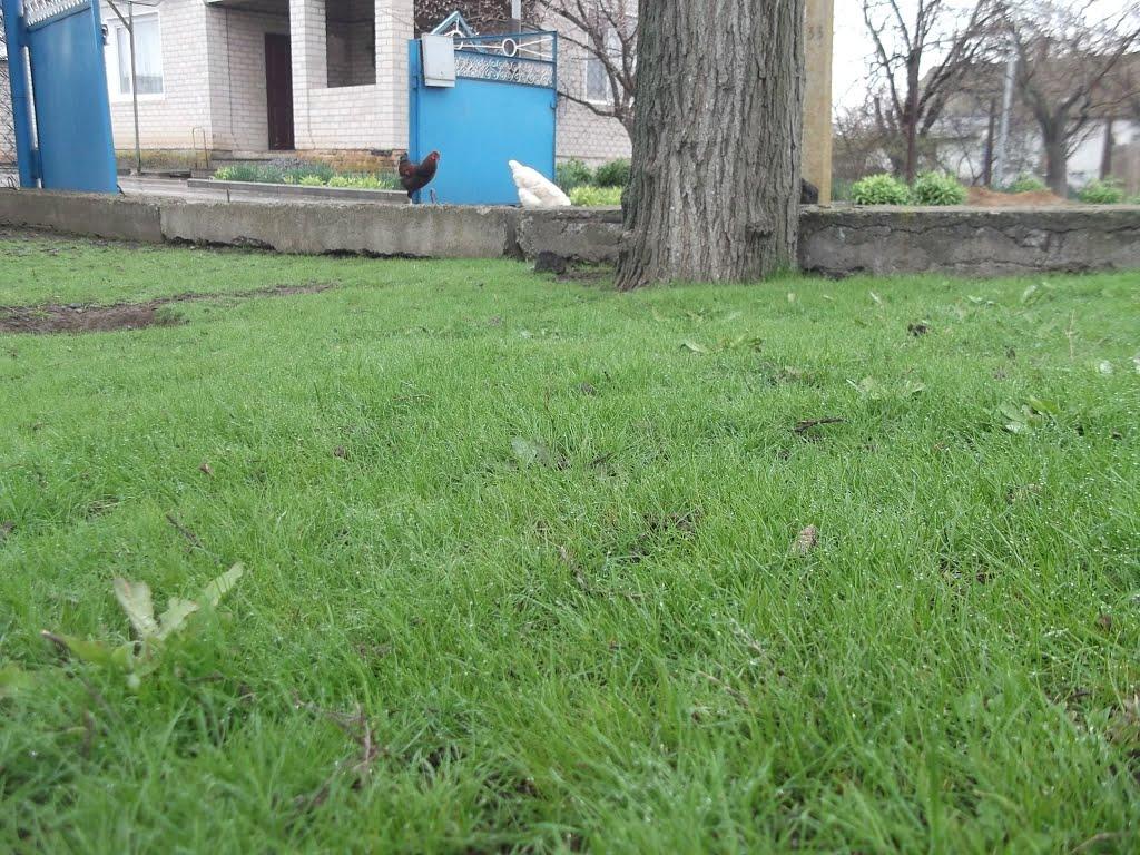 Якимівка з panoramio.com - Якимівка