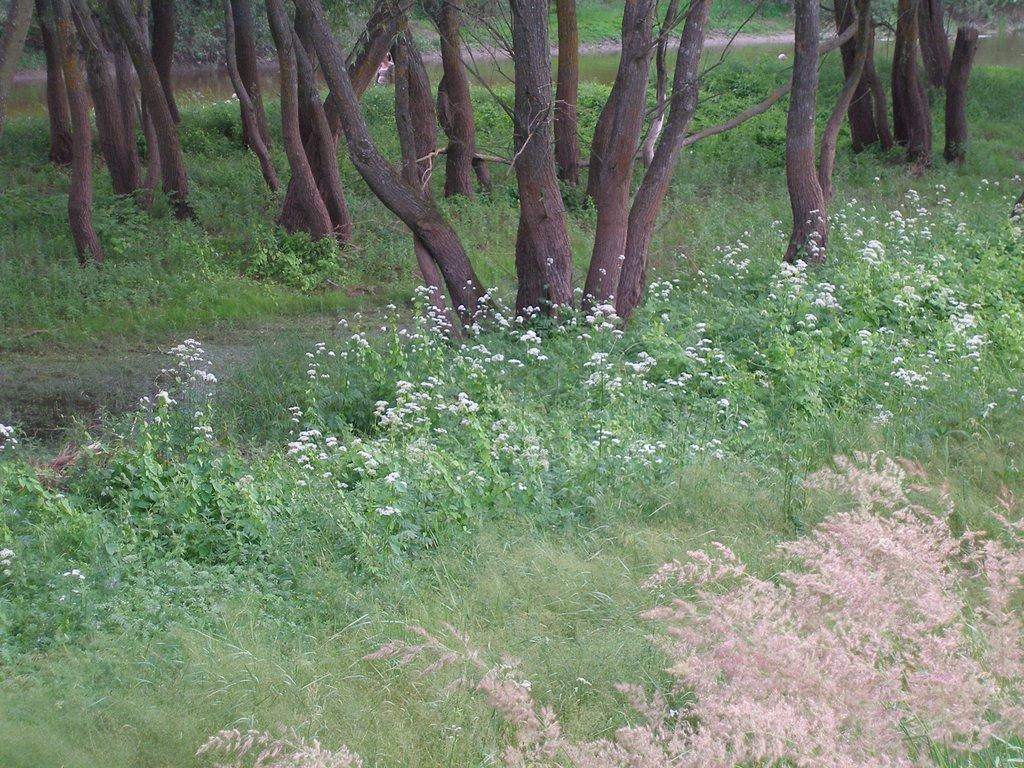 Вища Дубечня з panoramio.com - Высшая Дубечня