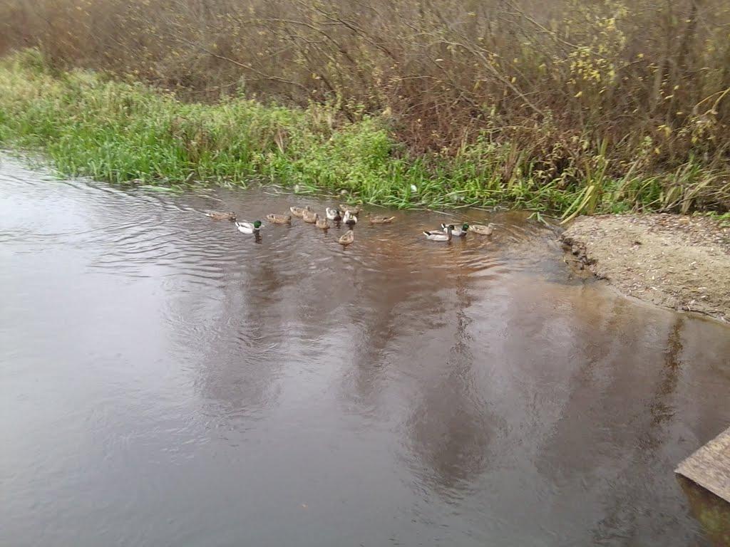 Іванчиці з panoramio.com - Іванчиці