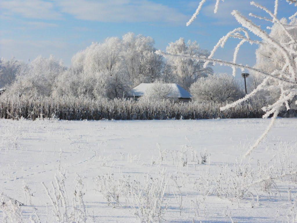 Вільшане з panoramio.com - Вільшане
