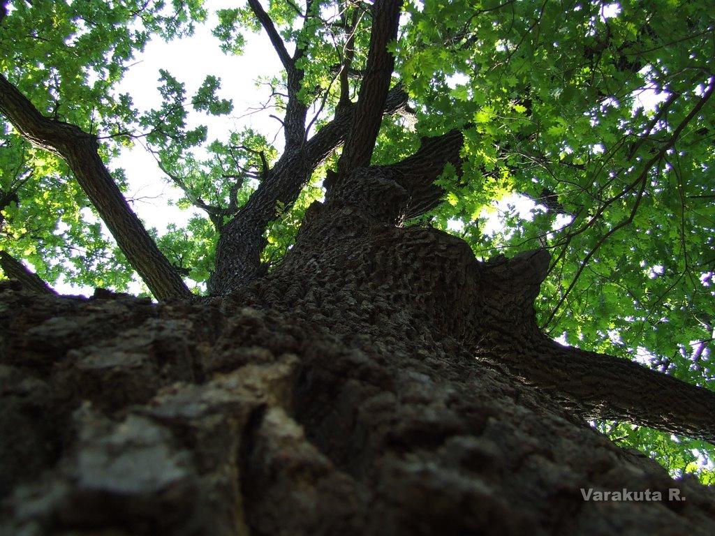 Нижнє з panoramio.com - Нижнє