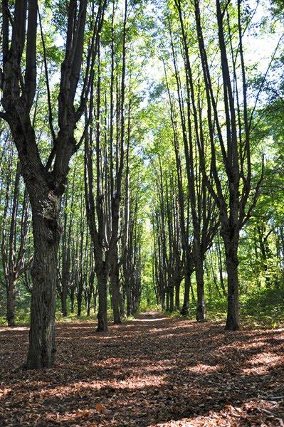 Шарівка з panoramio.com - Шарівка