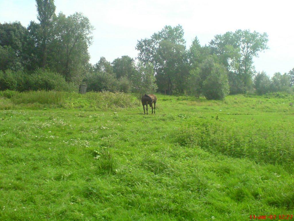 Іванчиці з panoramio.com - Іванчиці