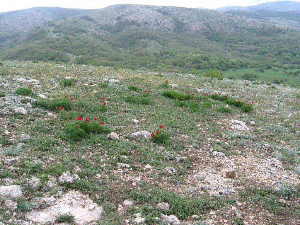 Сонячногірське з panoramio.com - Солнечногорское