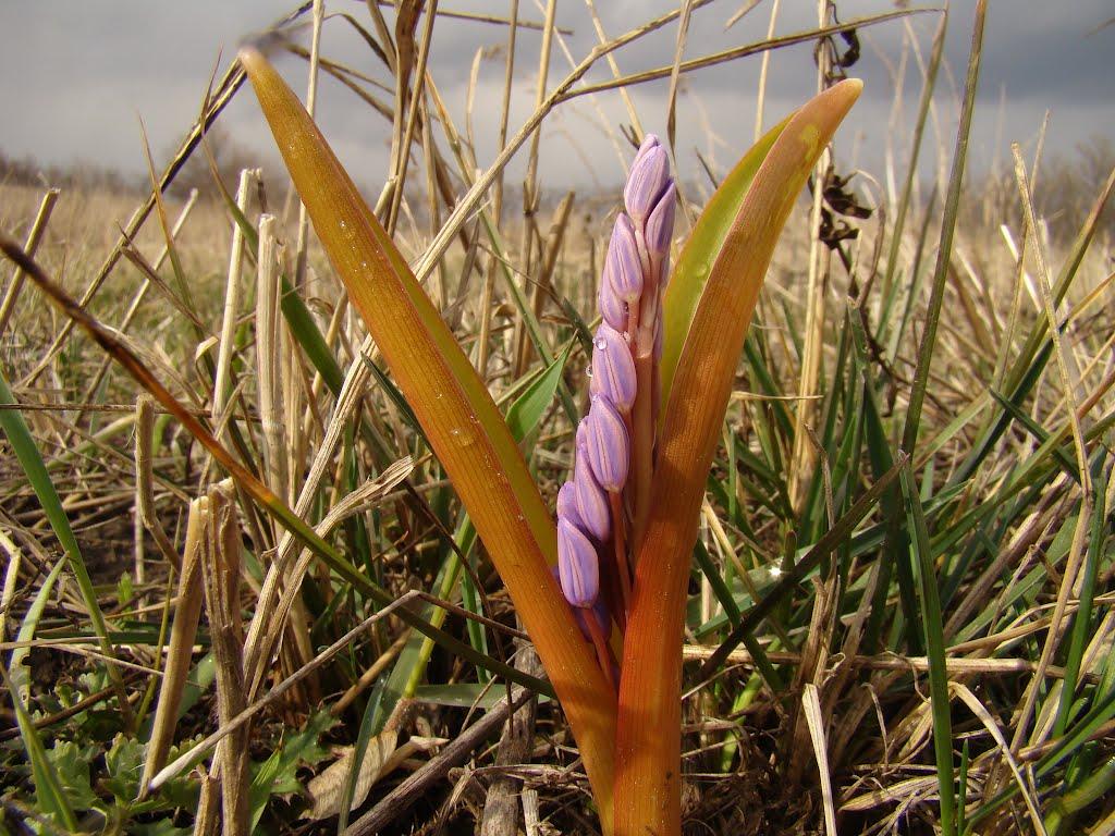 Високогірне з panoramio.com - Высокогорное