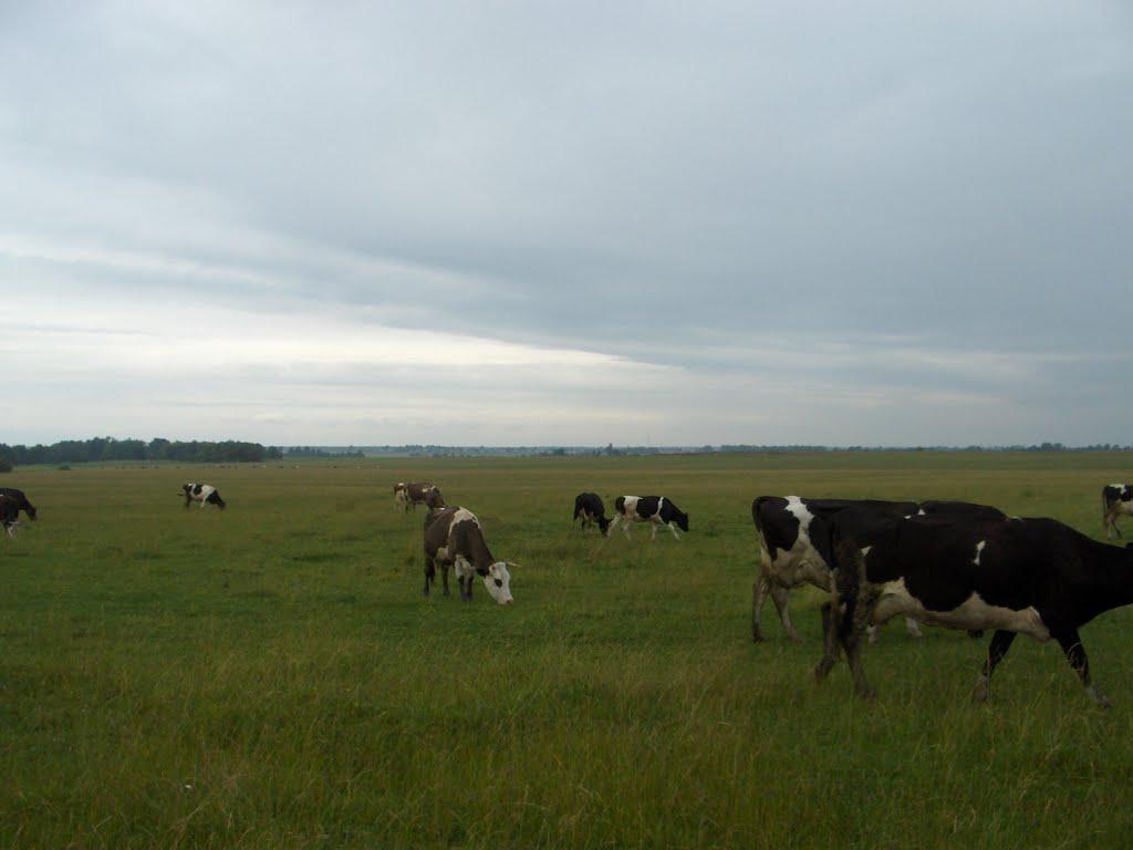 Врублівка з panoramio.com - Врублівка