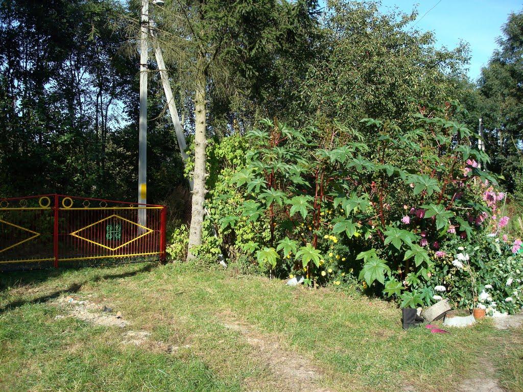 Перешпа з panoramio.com - Перешпа