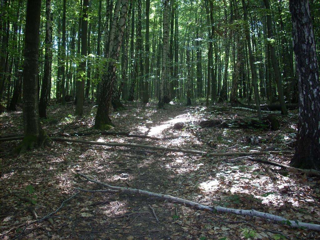 Кам'яниця з panoramio.com - Каменица