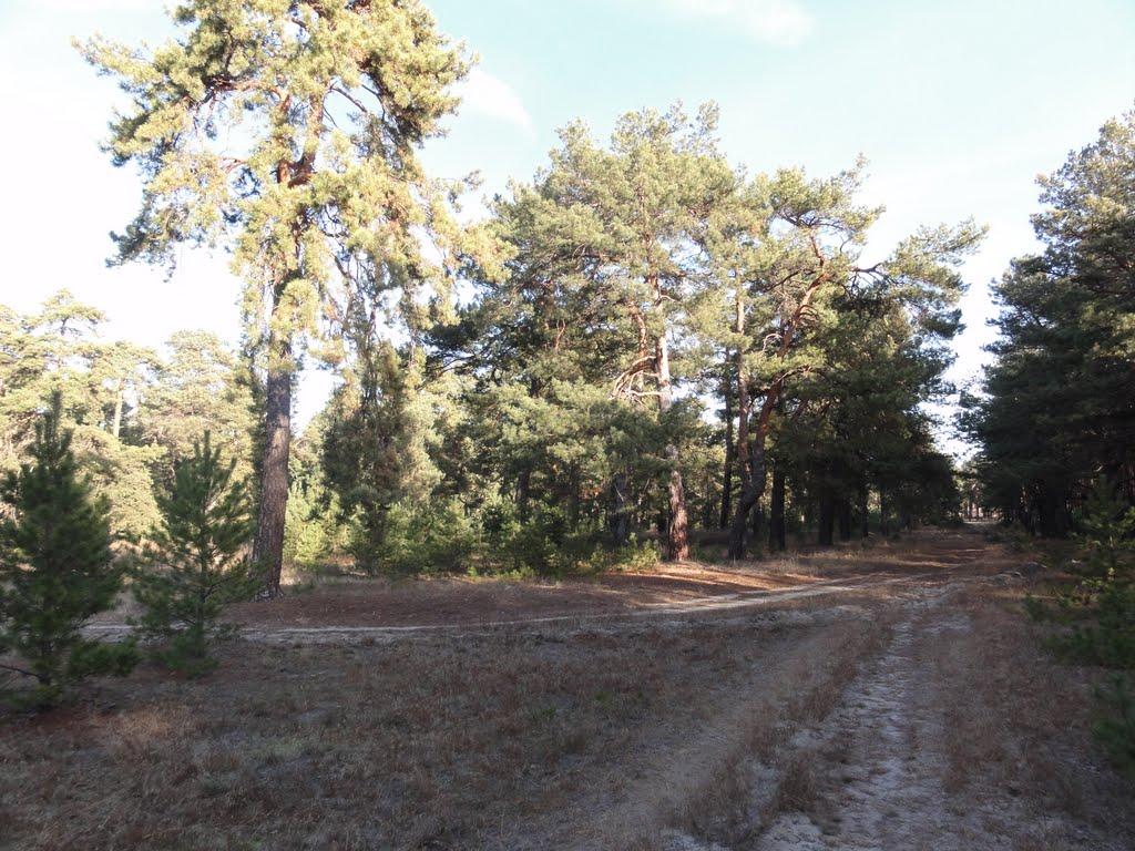 Тетерівка з panoramio.com - Тетеревка