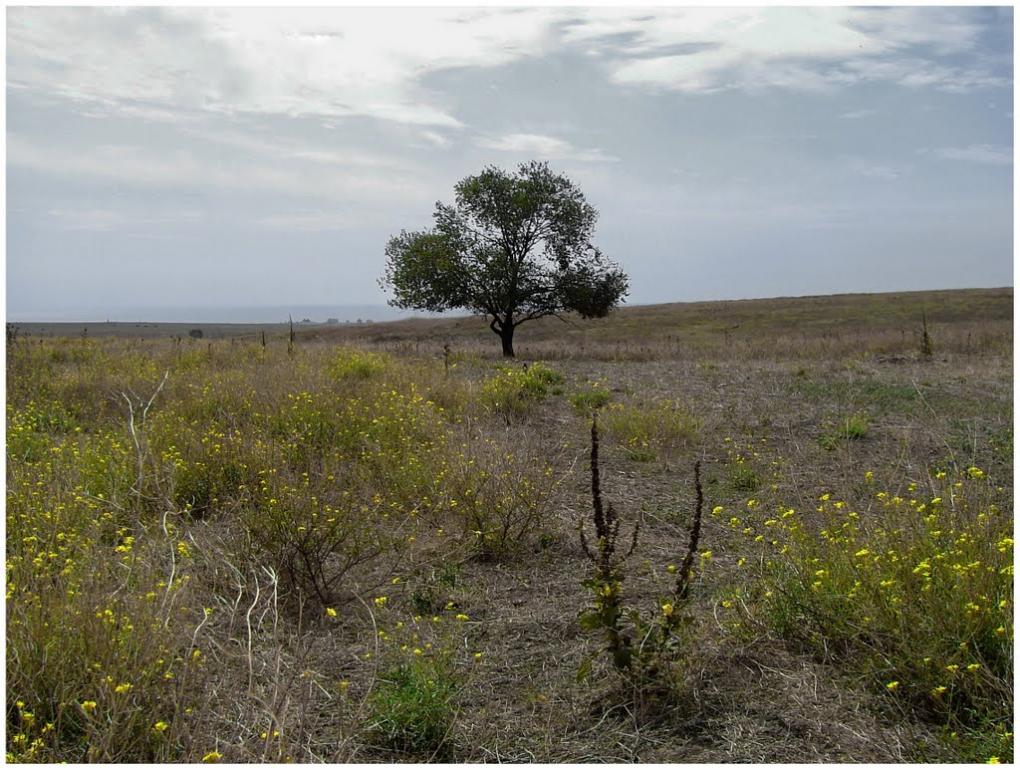 Окунівка з panoramio.com - Окунівка