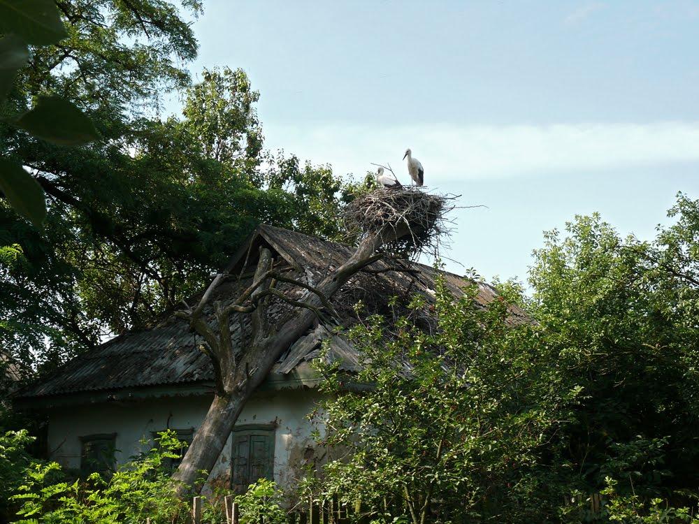 Настине з panoramio.com - Настине